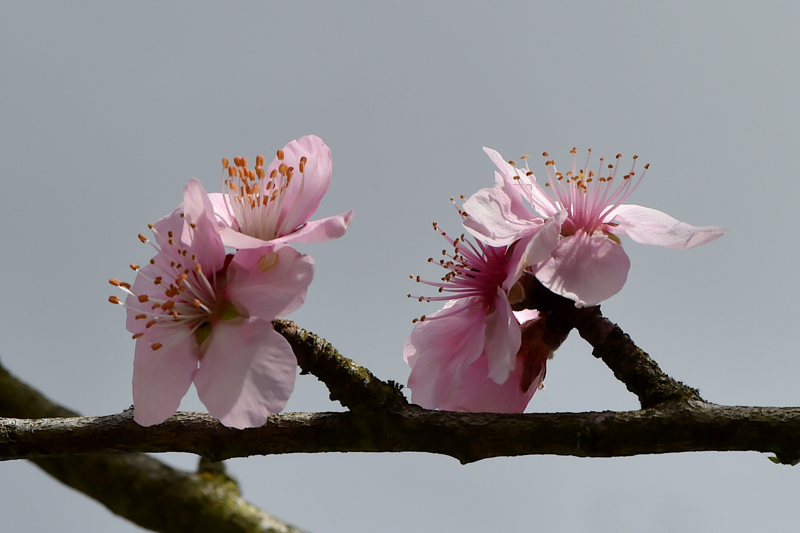 Mandelblüten 2021 #9