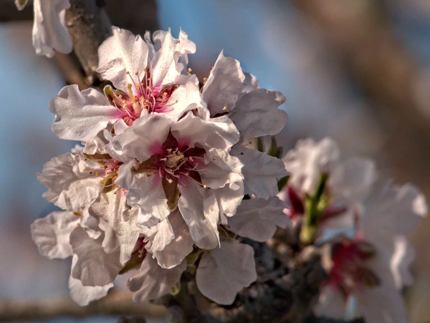 Mandelblüten