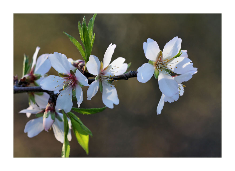 Mandelblüten