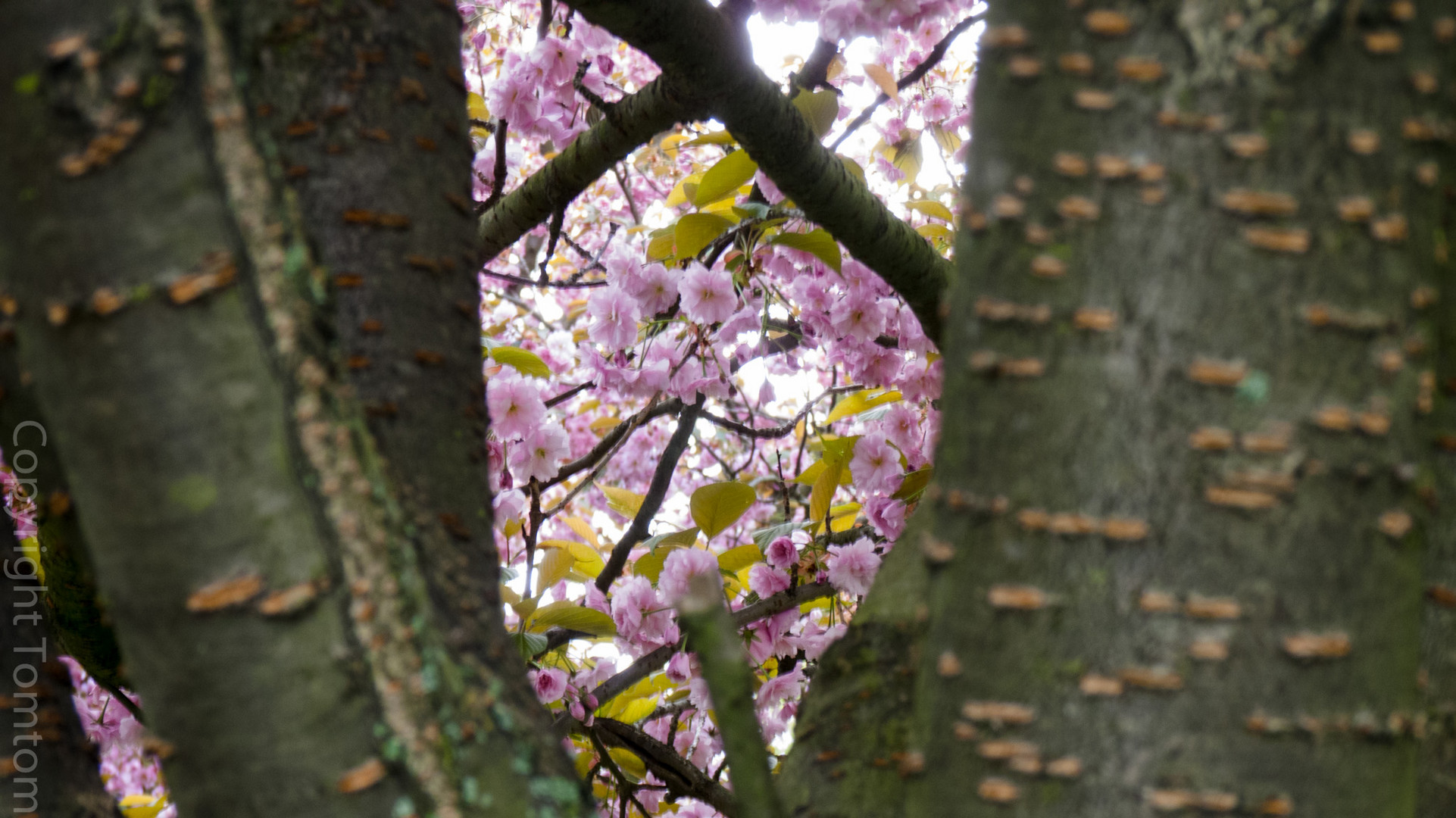 Mandelblüten