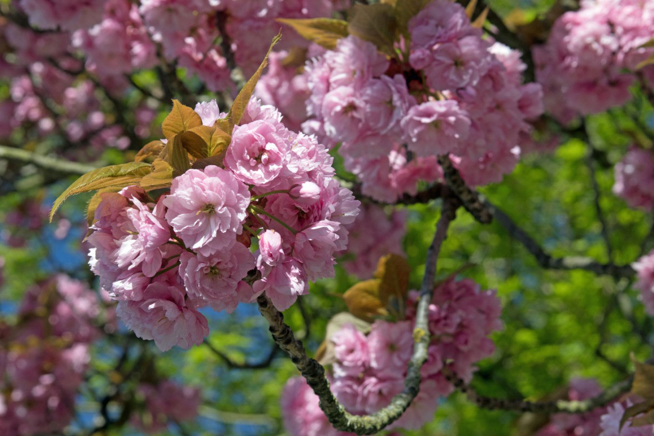 Mandelblüten