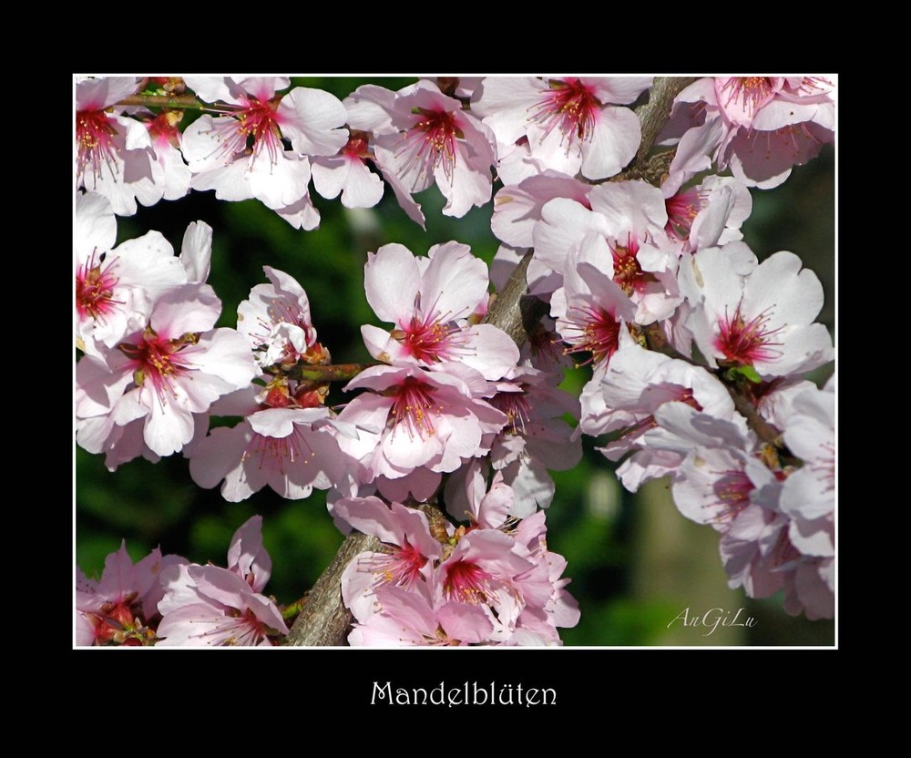 Mandelblüten