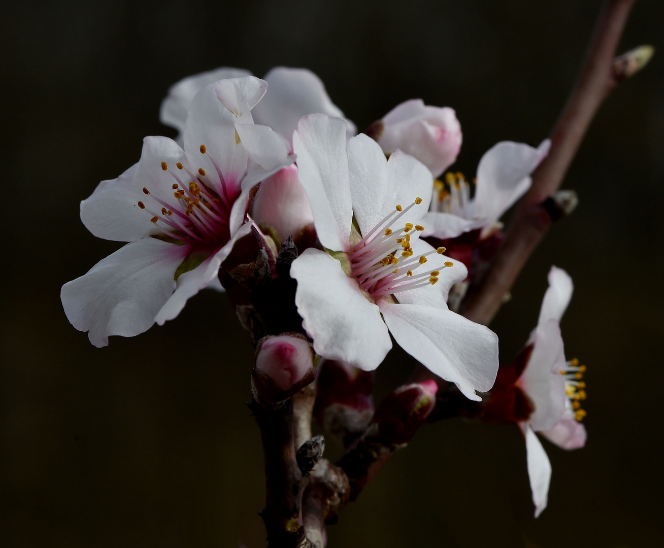 Mandelblüten