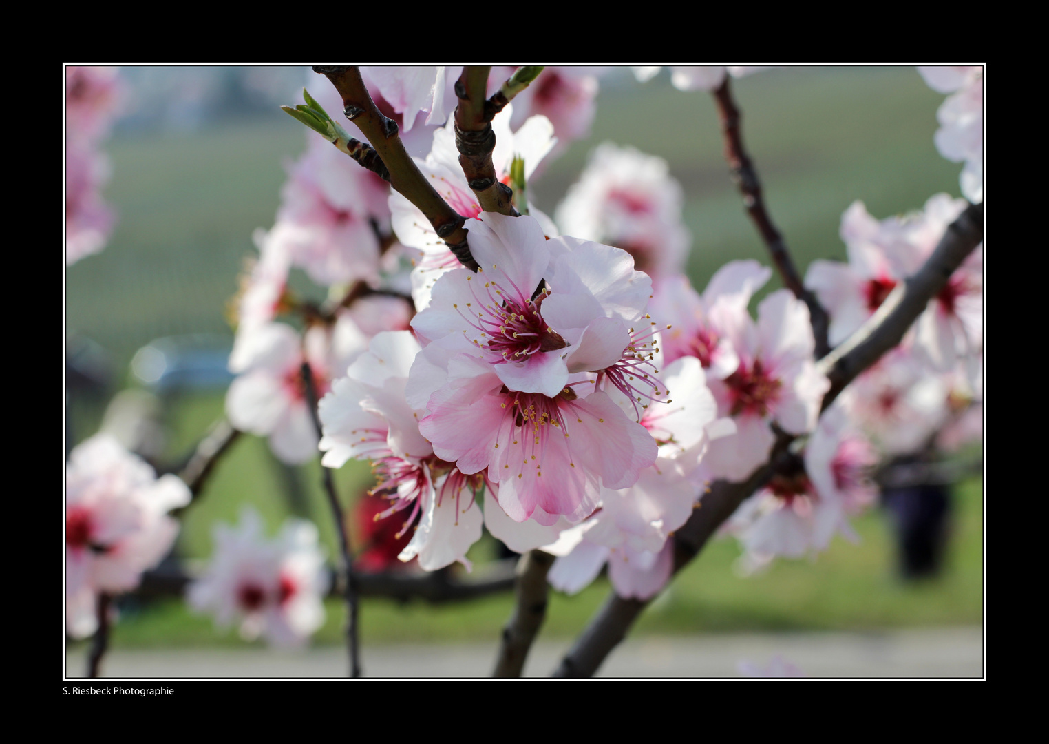 Mandelblüten