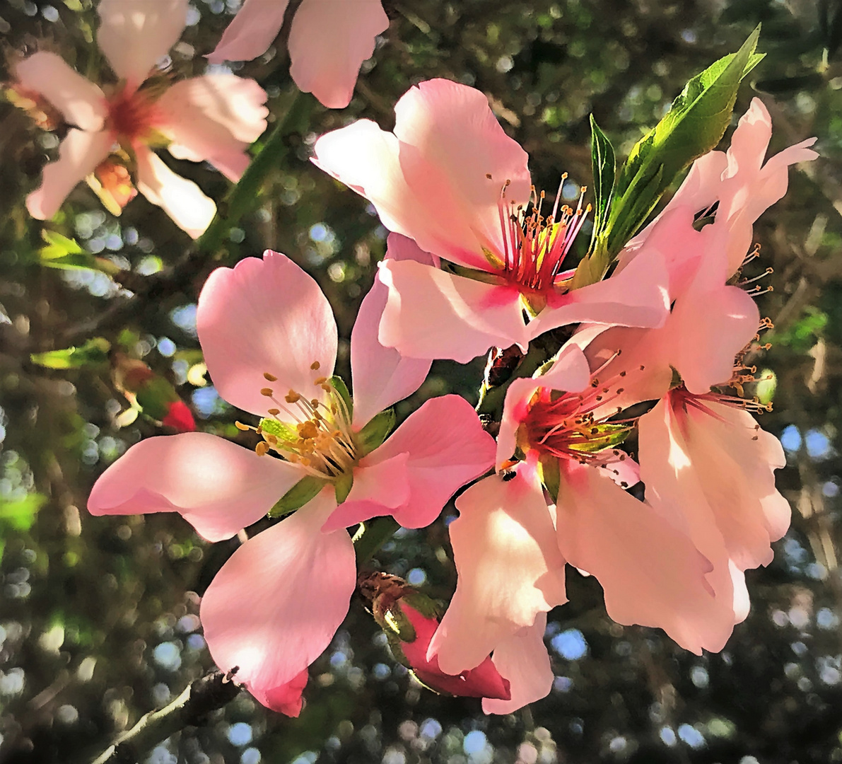 Mandelblüten