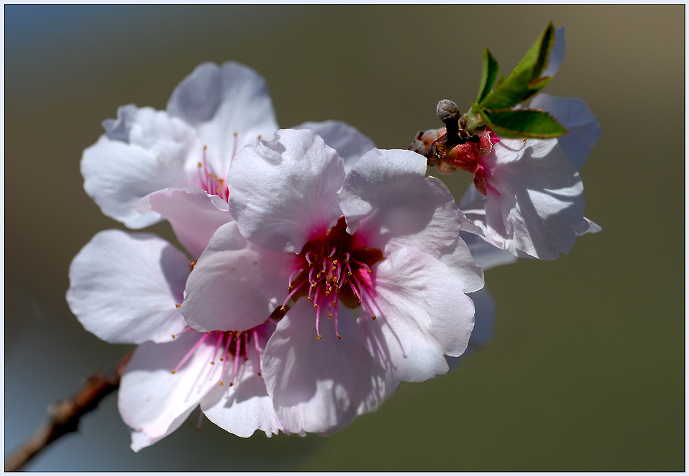 Mandelblüten