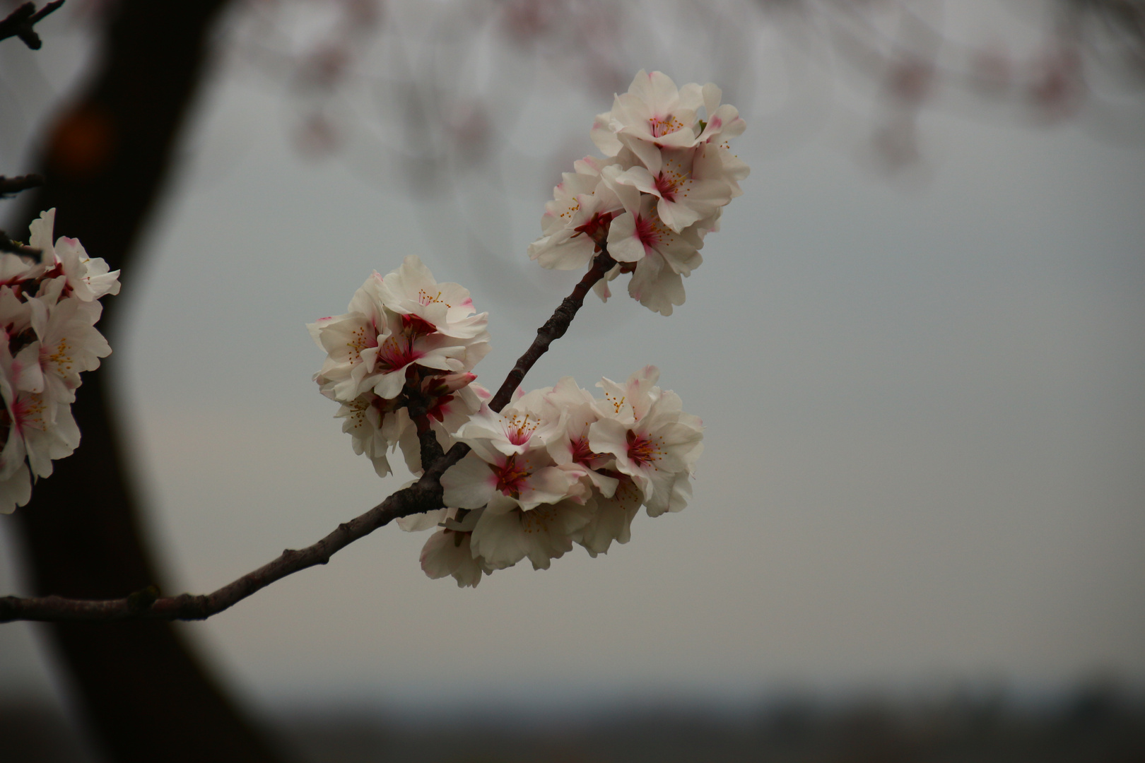 Mandelblüten