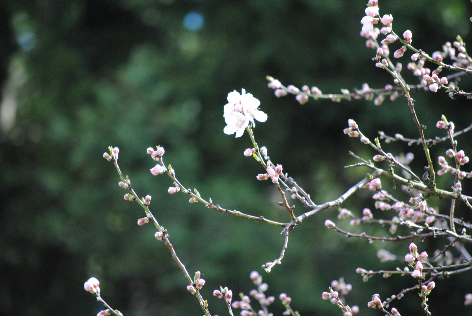 Mandelblüten