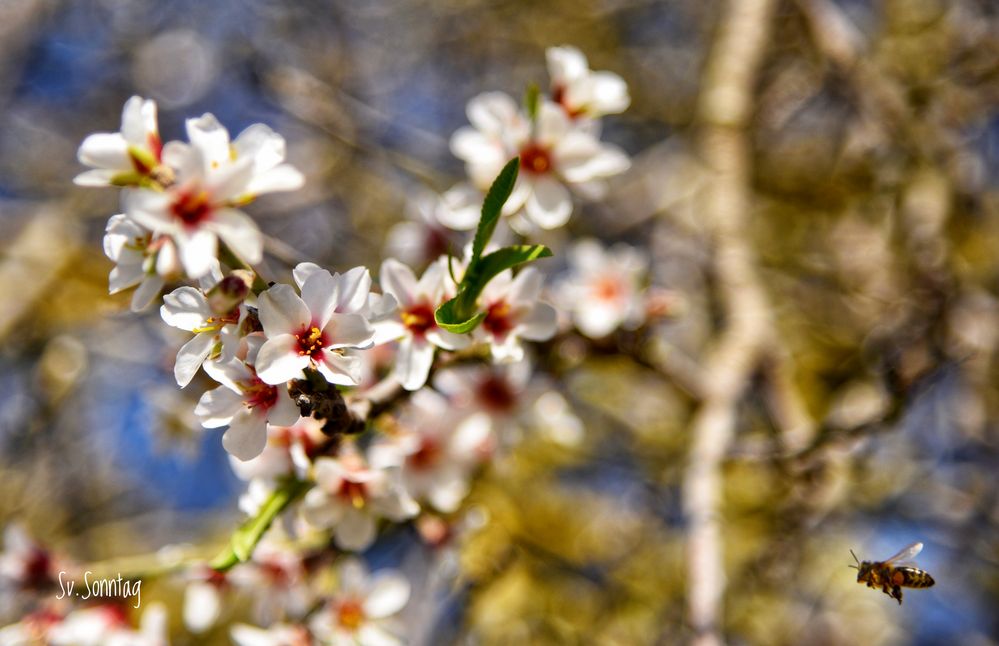 Mandelblüten