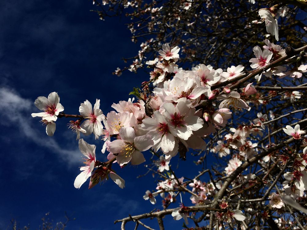 Mandelblüten 