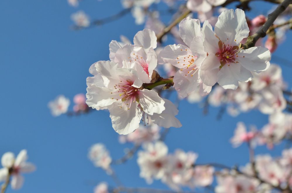 Mandelblüten