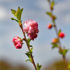 Mandelblüten