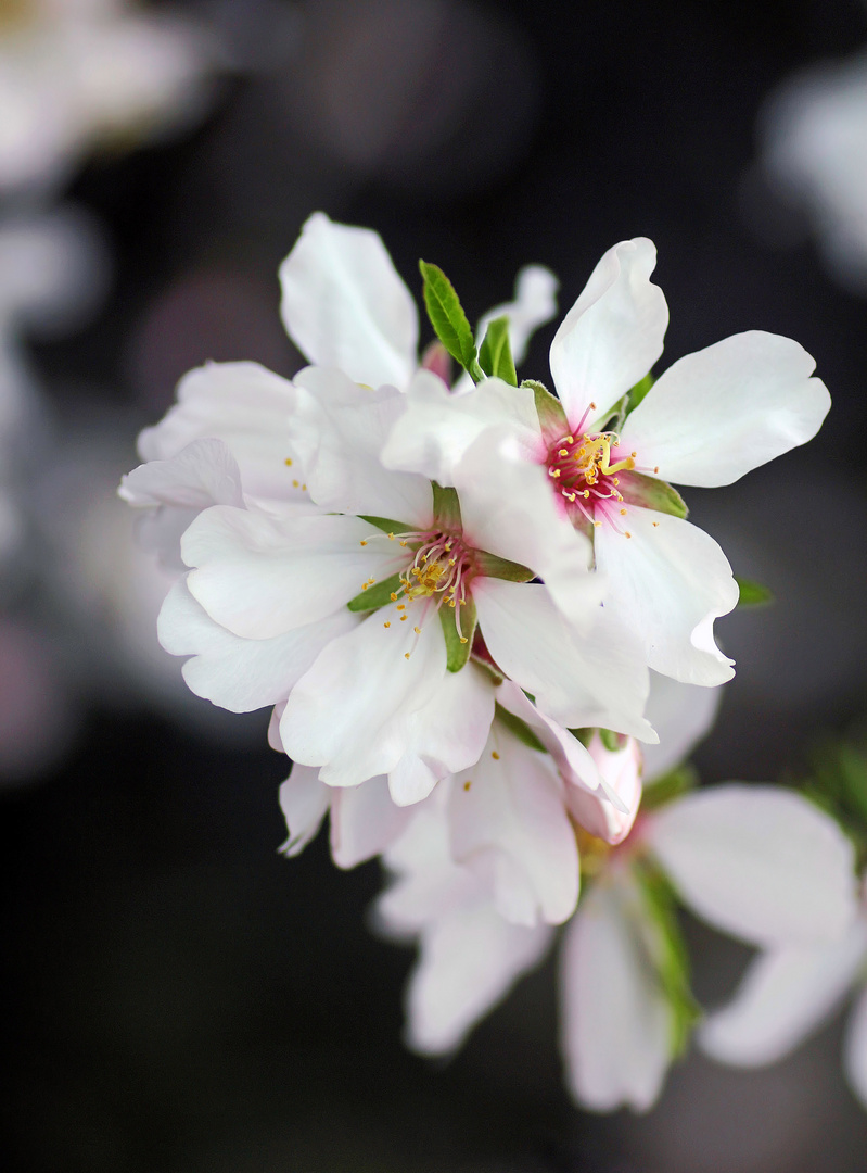 Mandelblüten