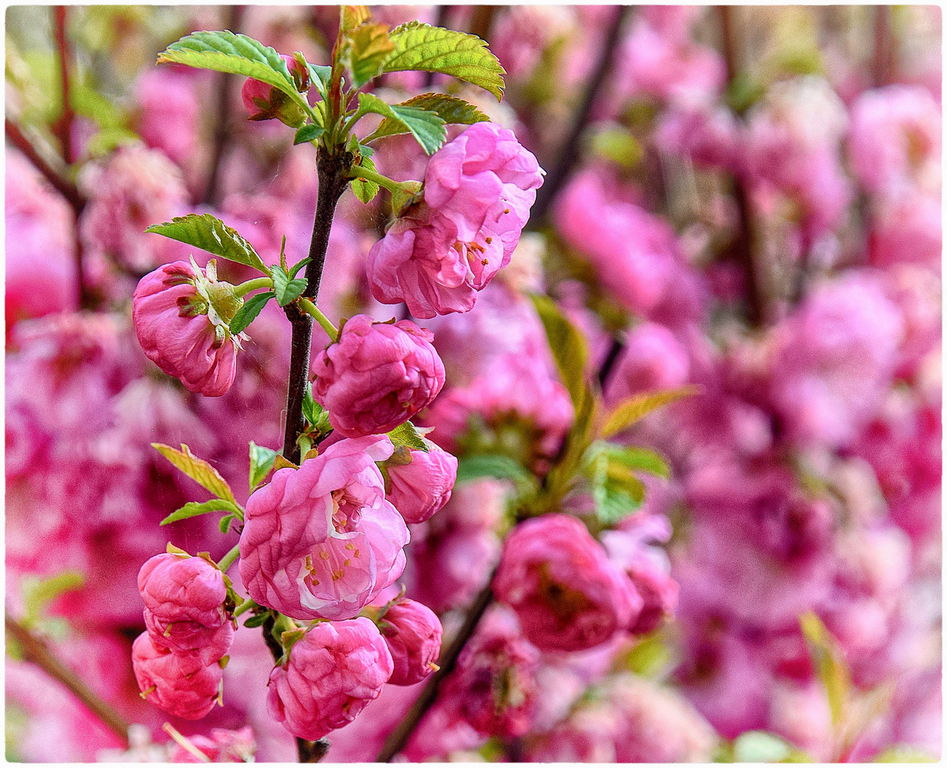 Mandelblüten