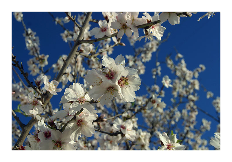 Mandelblüten