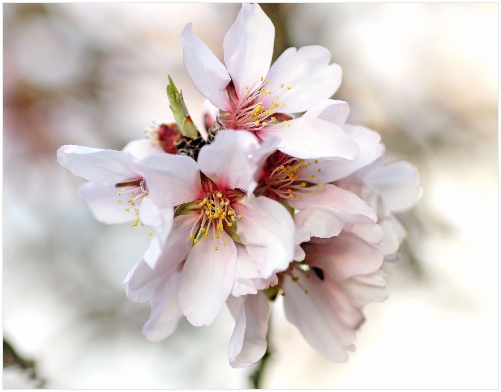 Mandelblüten