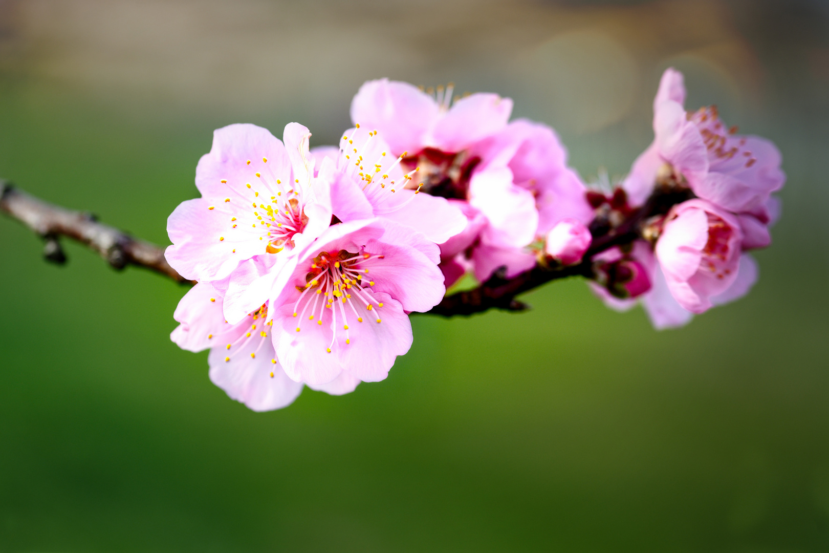 Mandelblüten