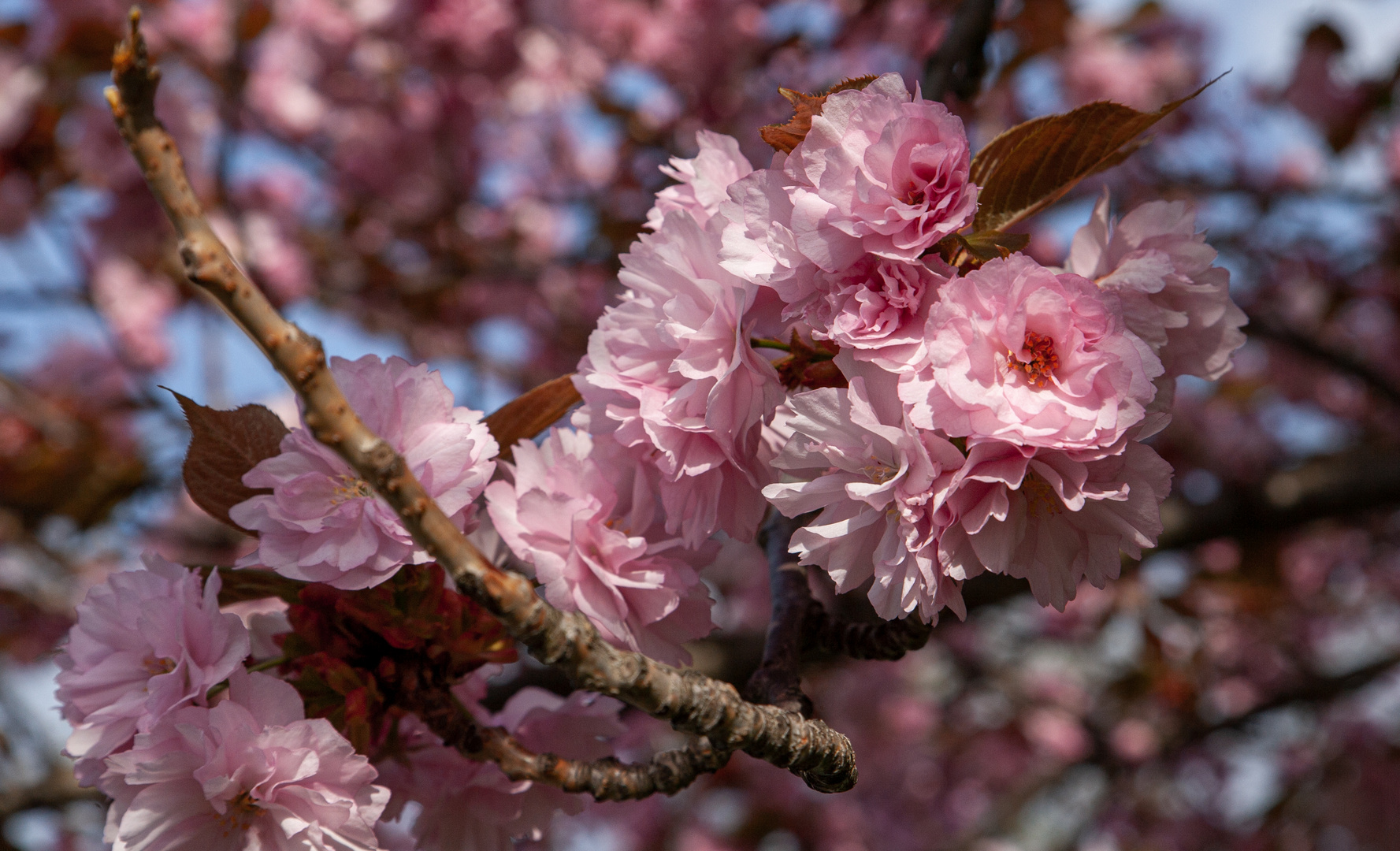 Mandelblüten