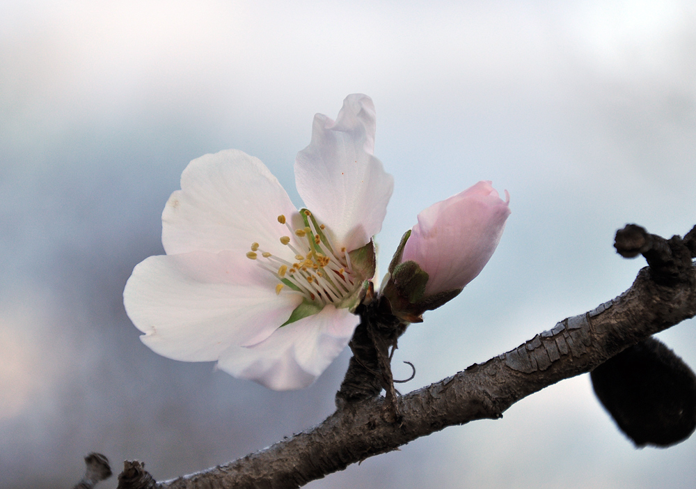 Mandelblüten