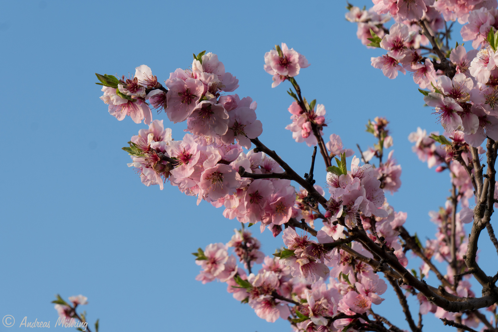 Mandelblüten