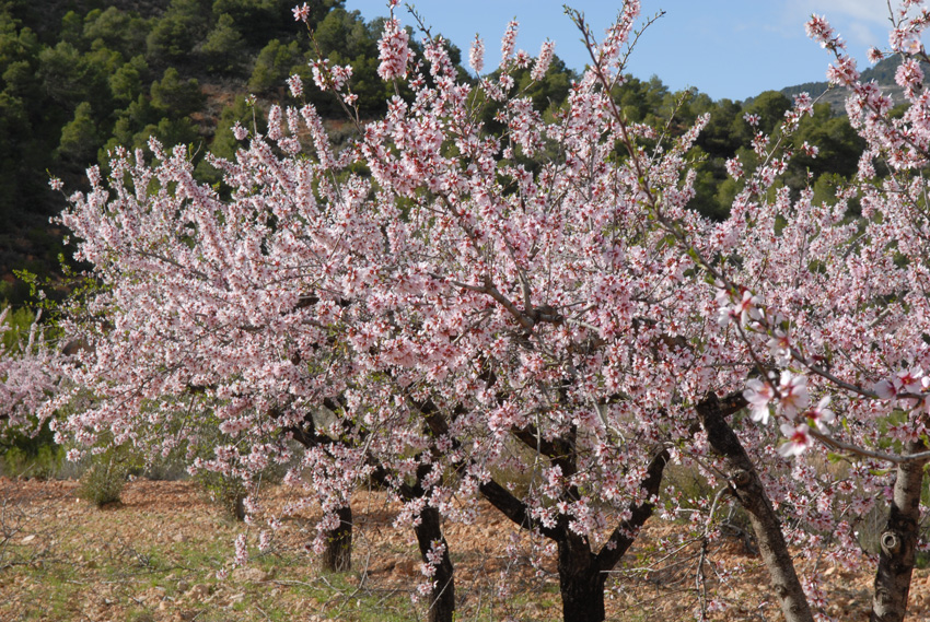 Mandelblüten