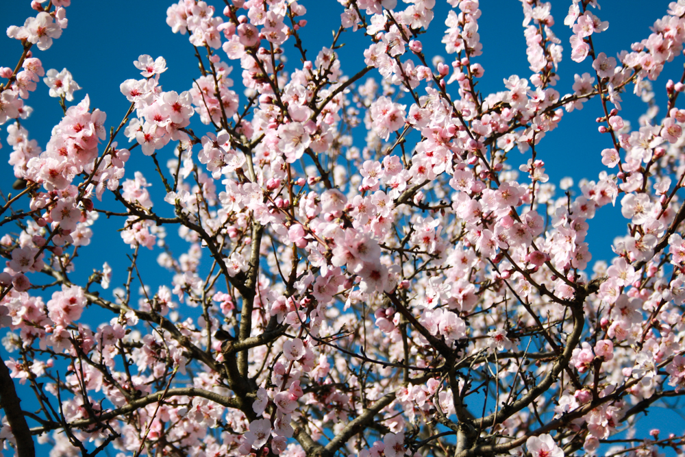 Mandelblüten