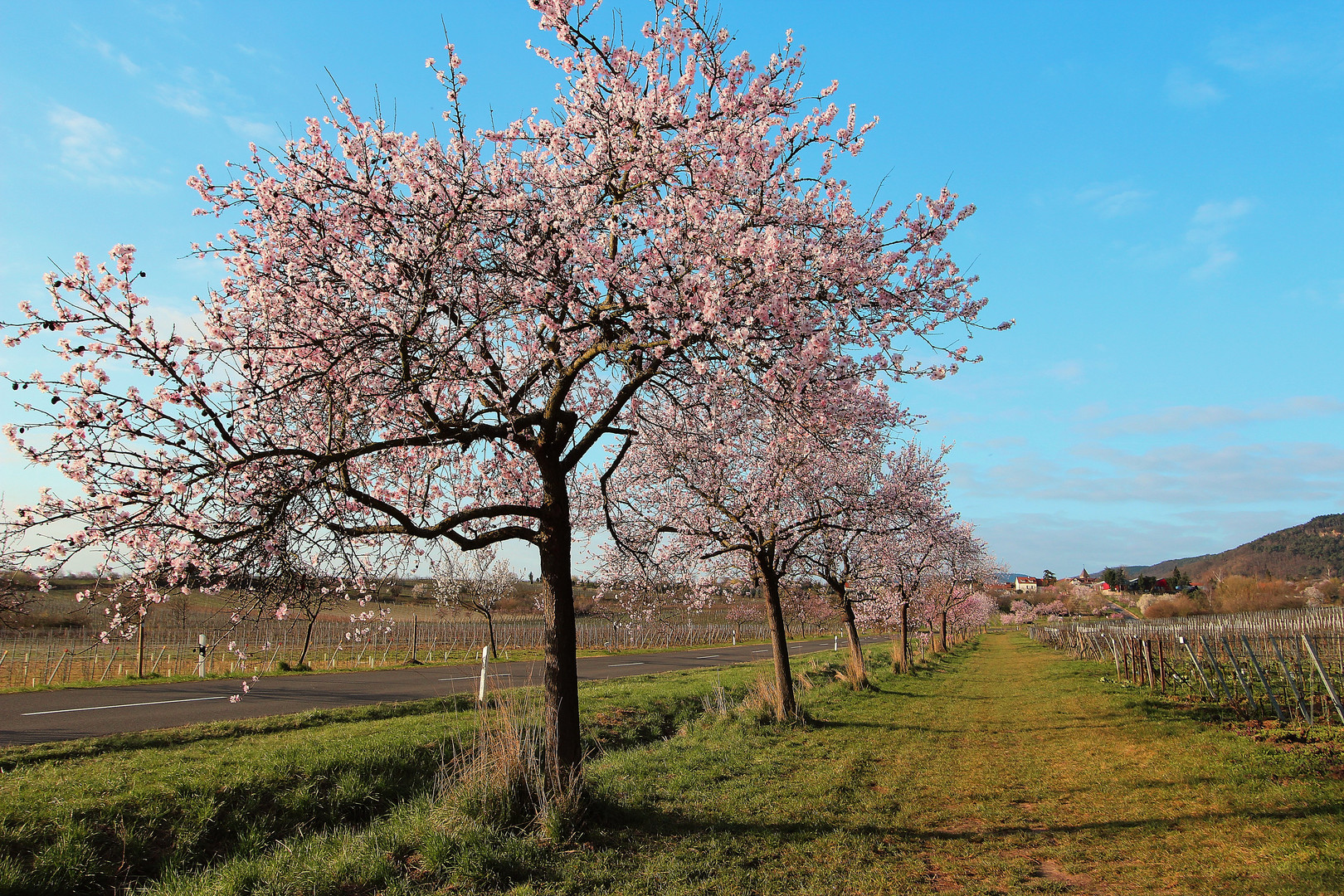 Mandelblüten-Allee