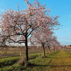 Mandelblüten-Allee