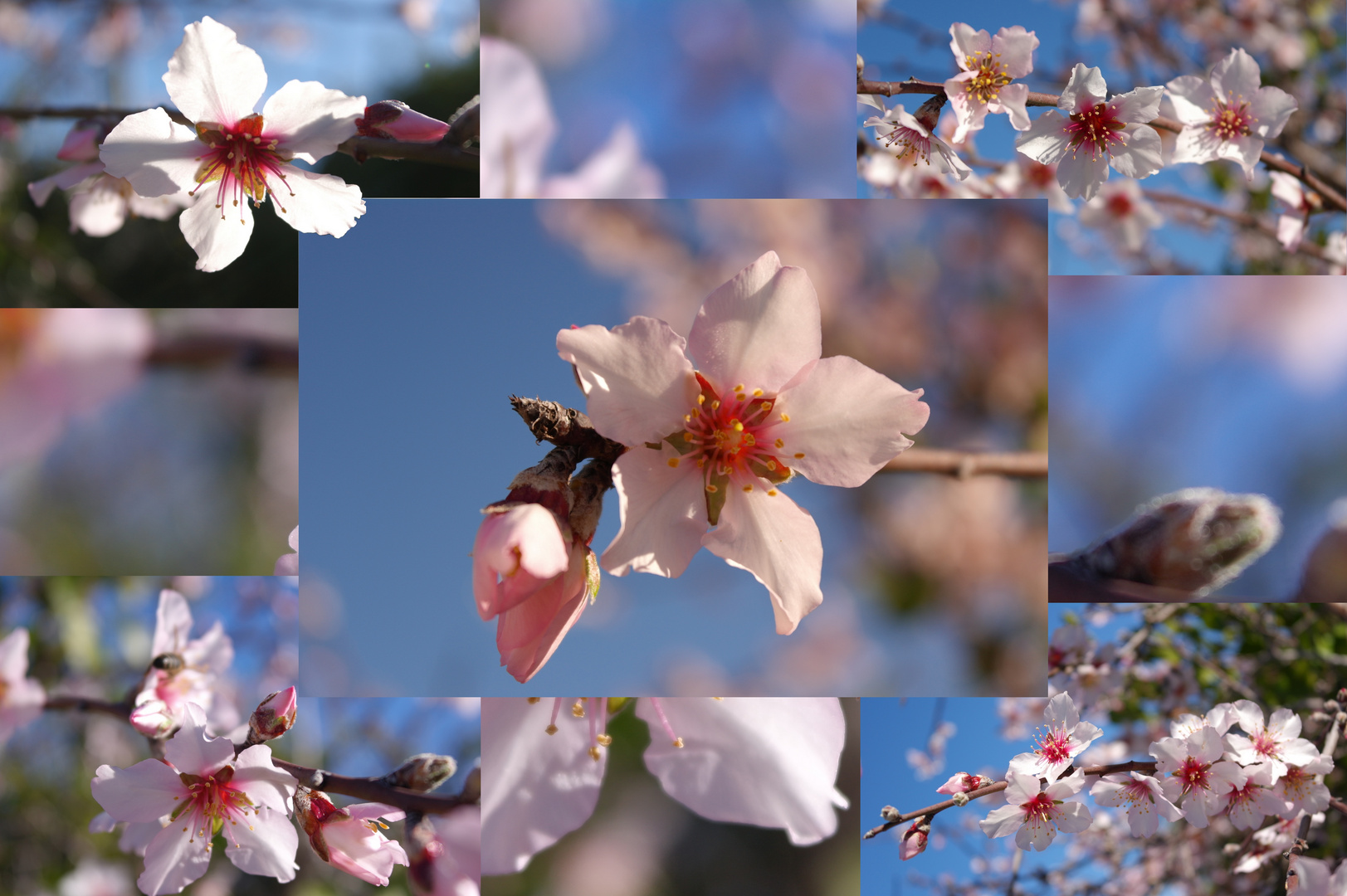 Mandelblüten als Collage