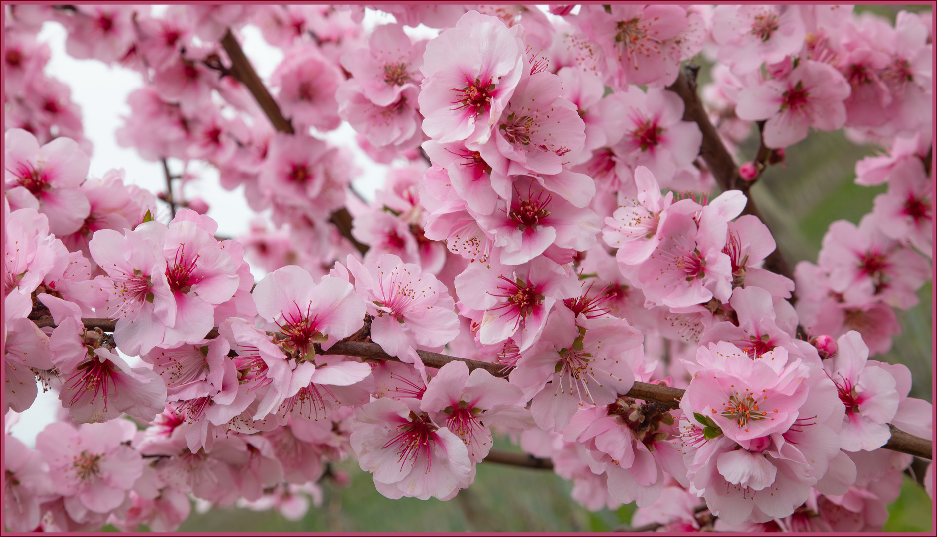 Mandelblüten als Frühlingsboten