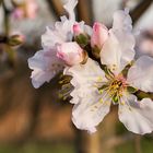 Mandelblüten am 27. Dezember 2015 in Neustadt