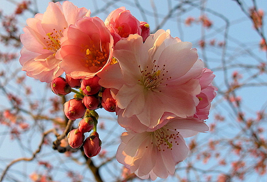 Mandelblüten am Oberrhein