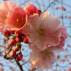 Mandelblüten am Oberrhein