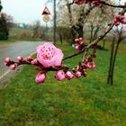 Mandelblüten am Straßenrand