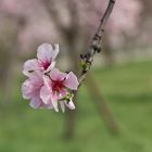 Mandelblüten an der Weinstraße