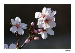 Mandelblüten an der Weinstrasse....