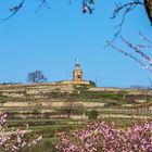 Mandelblüten an der Weinstraße