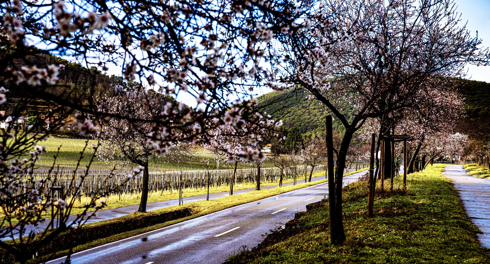 Mandelblüten an der Weinstraße 