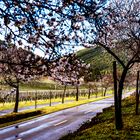 Mandelblüten an der Weinstraße 