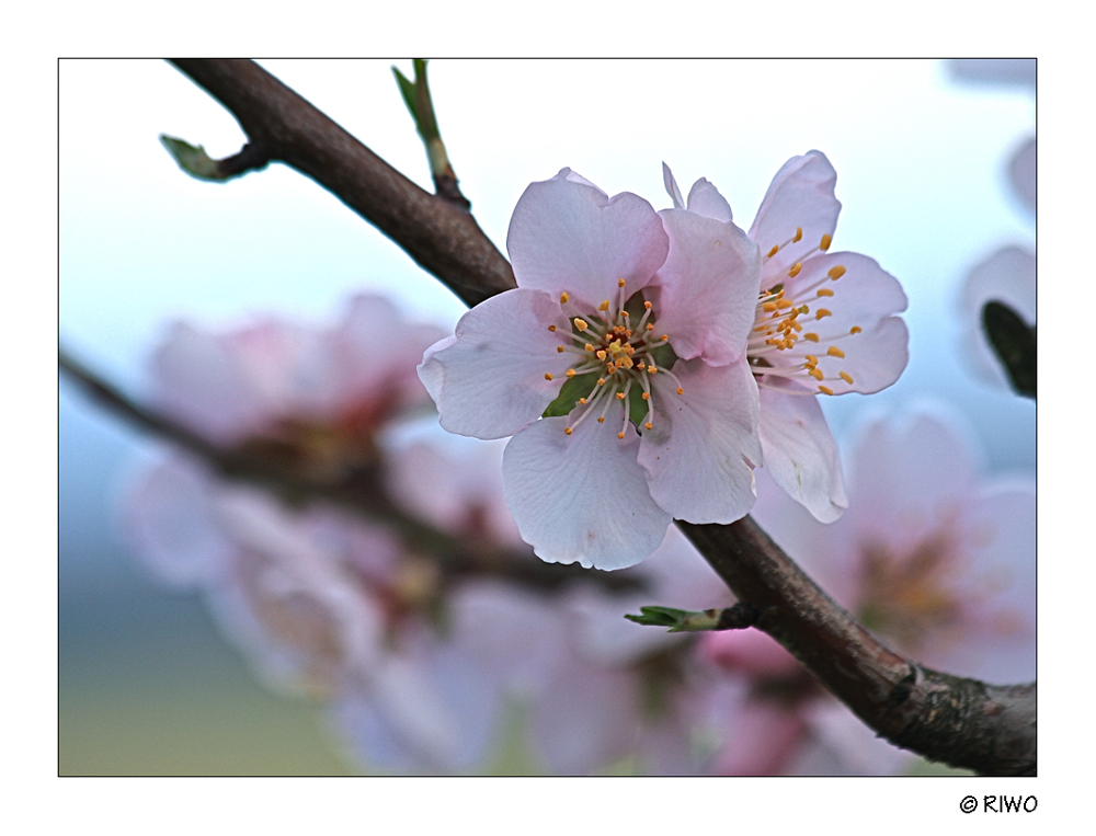 Mandelblüten aus der Pfalz..............