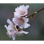 Mandelblüten aus der Pfalz..............