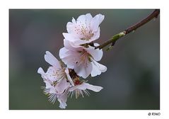 Mandelblüten aus der Pfalz..............