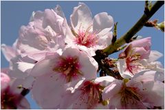 Mandelblüten aus Spanien...