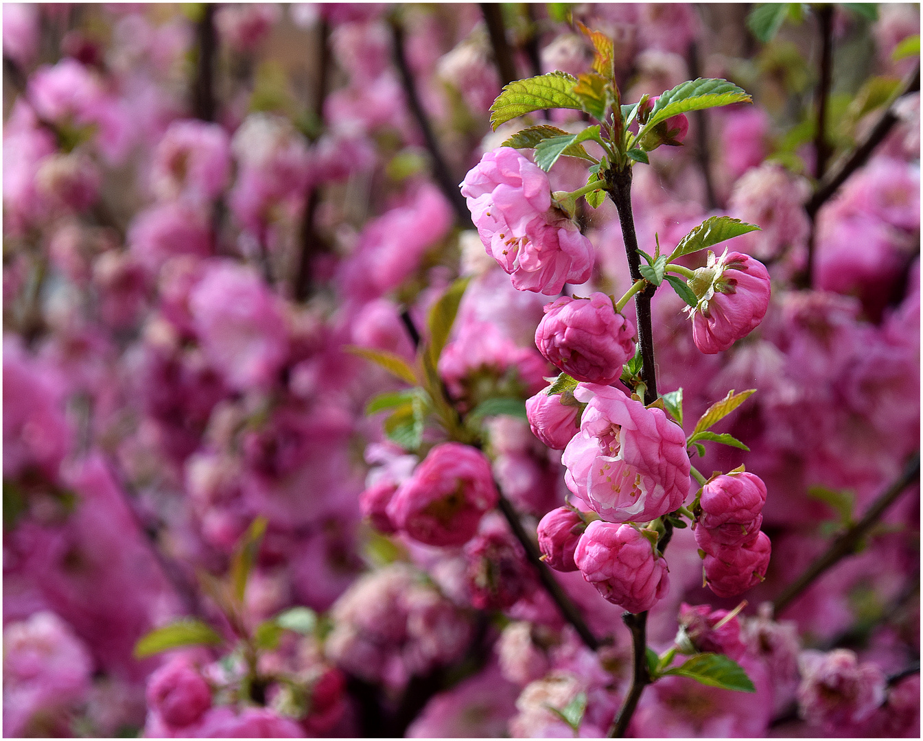 Mandelblüten