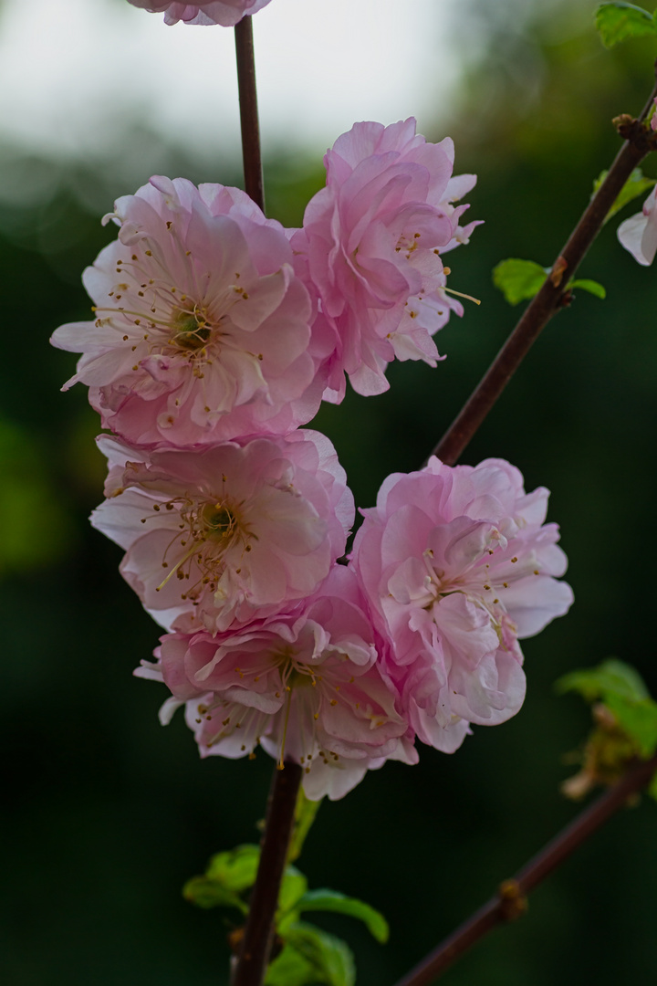 Mandelblüten