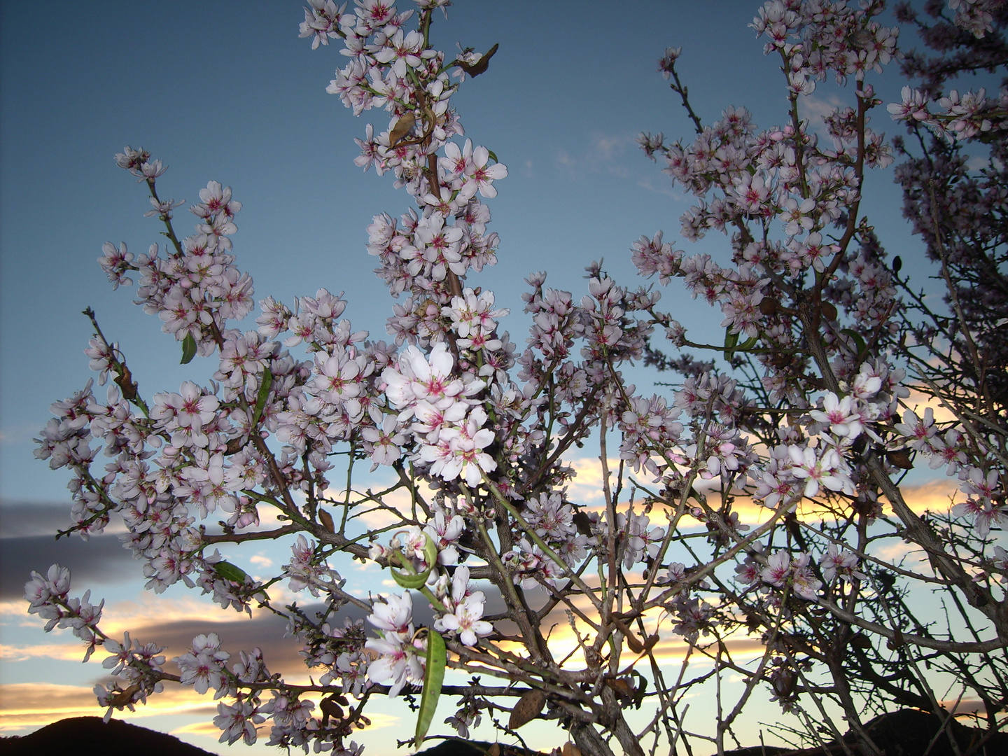 Mandelblüten