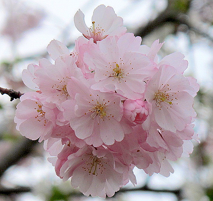 Mandelblüten-Ballett