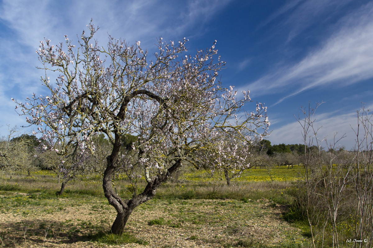 Mandelblüten Baum