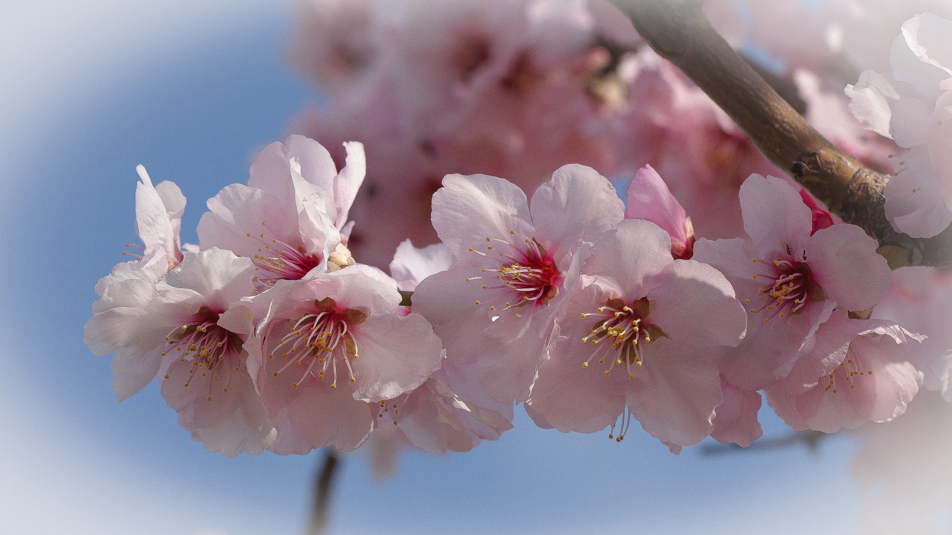 MANDELBLÜTEN