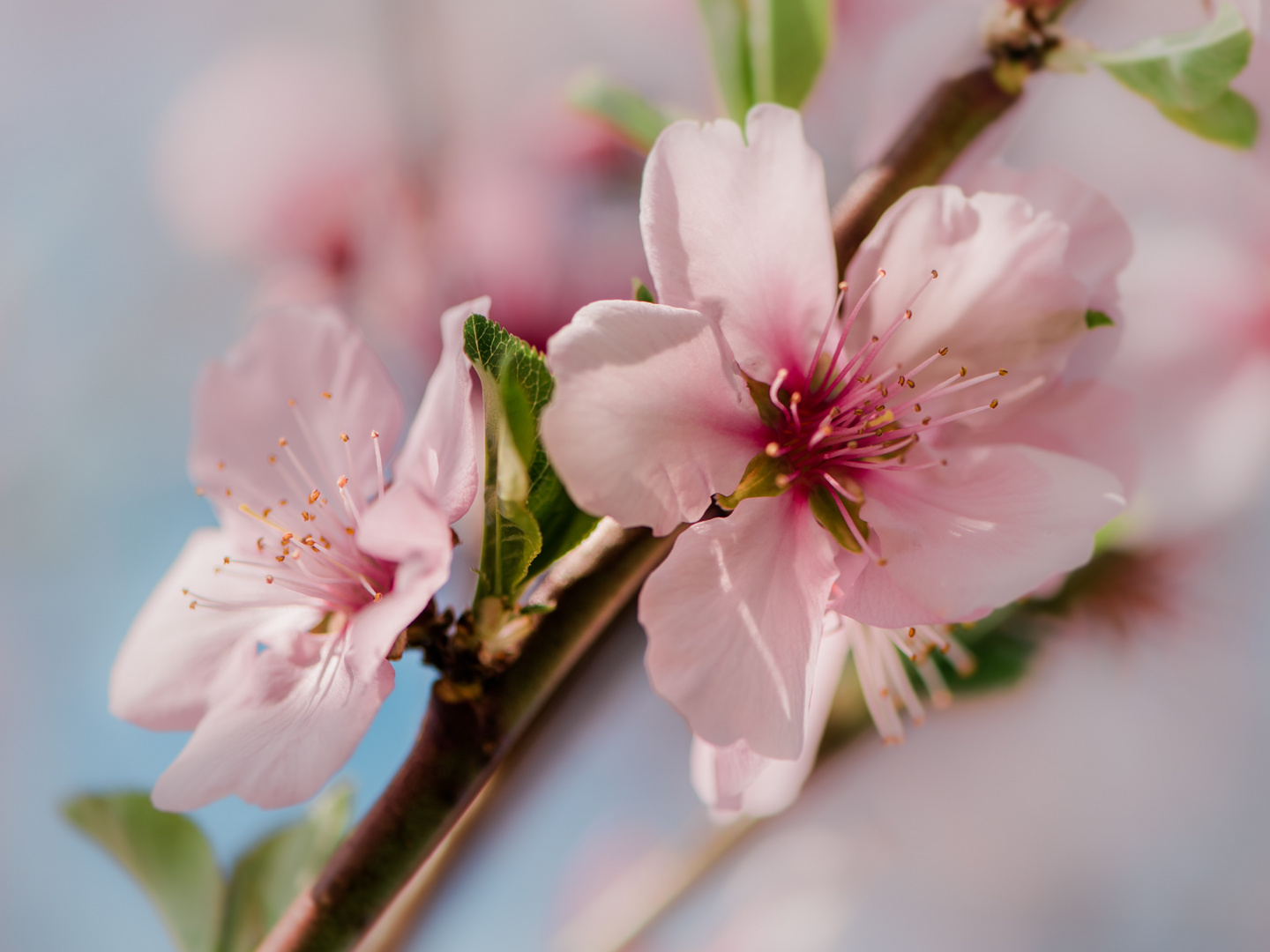 Mandelblüten bei Bensheim 2019